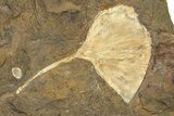 Paleocene Fossil Ginkgo Leaf with Seed Pods - North Dakota #271083-1